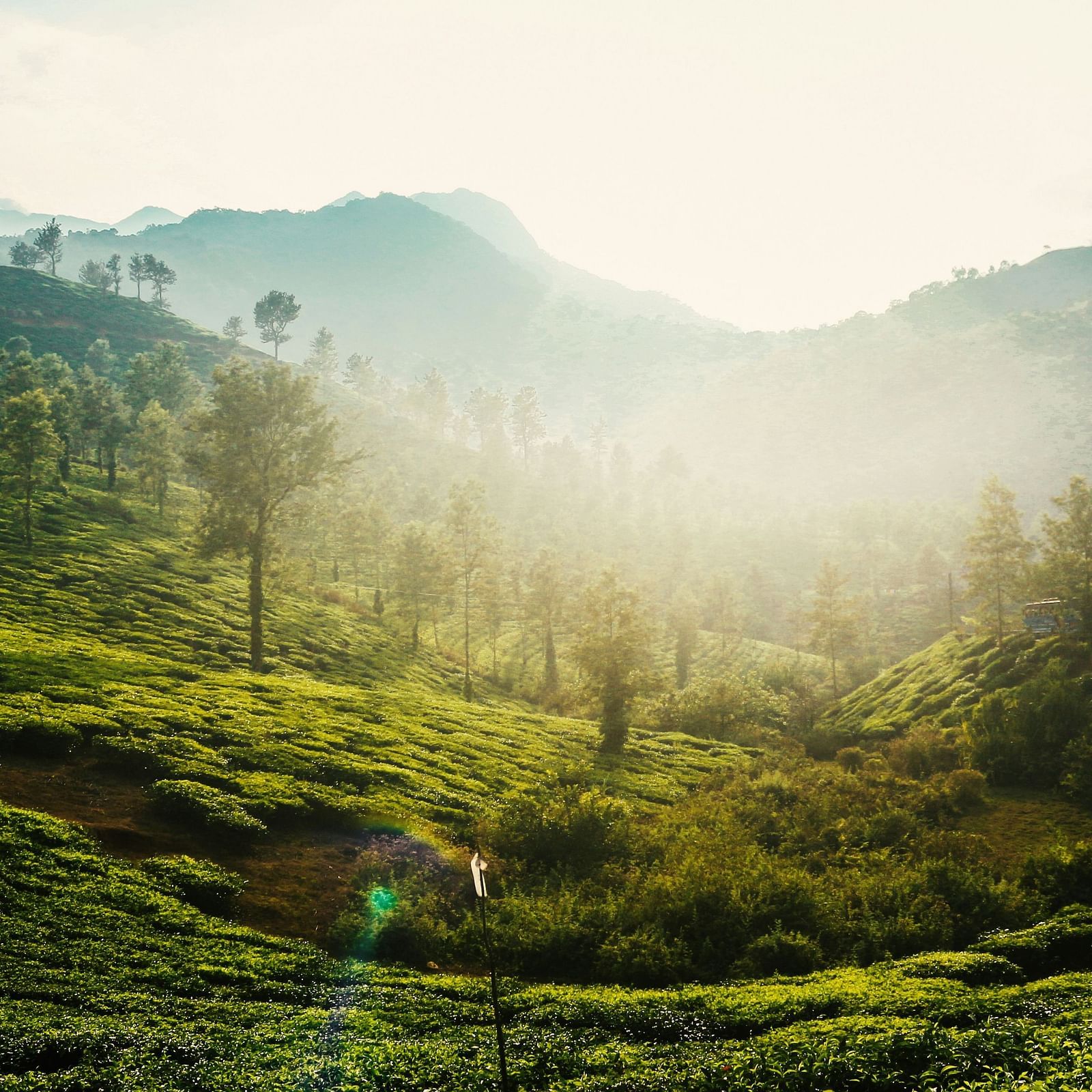 Rolling hills covered in lush green tea plantations with distant mountains under a hazy sky, evoking a sense of tranquility and natural beauty.
