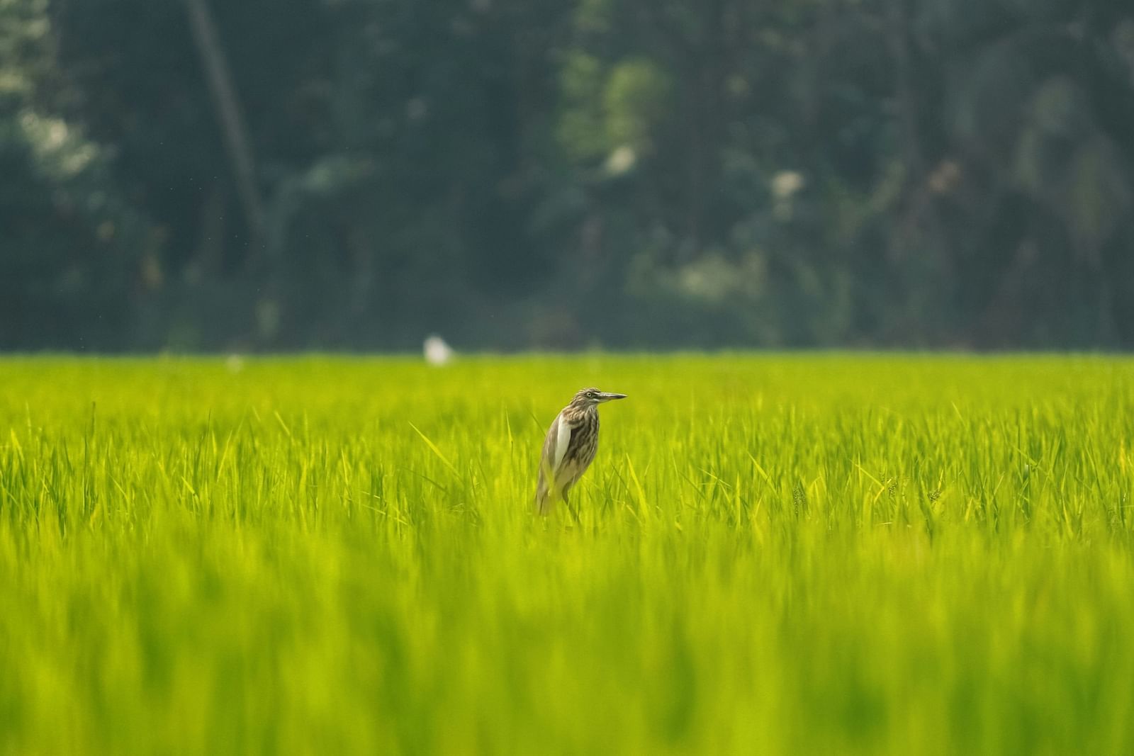 A solitary bird in the centre of a paddy field with forest cover in the background.
