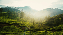 A rolling green hills bathed in golden sunlight, creating a breathtaking sunrise over the tea plantations.