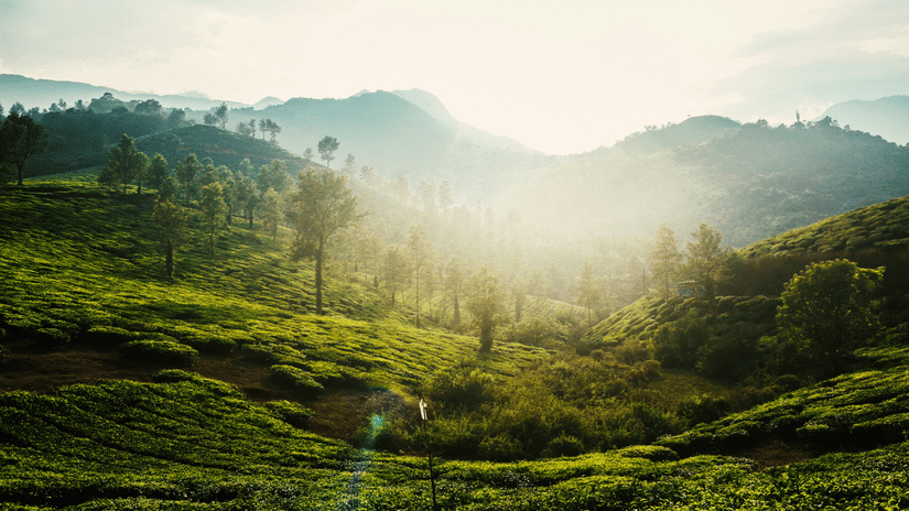 Sun rises over a misty hill covered in rows of tea bushes and punctuated by trees, with mountains in the distance.