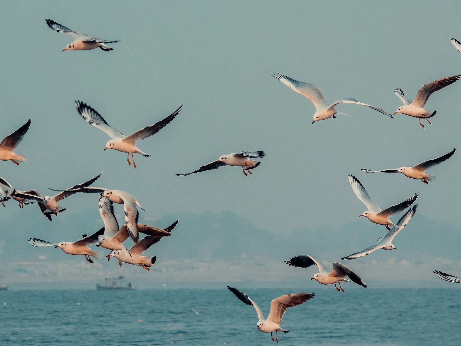A flock of seagulls in flight over a body of water under a cloudy sky.
