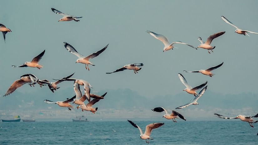 an image of birds flying 