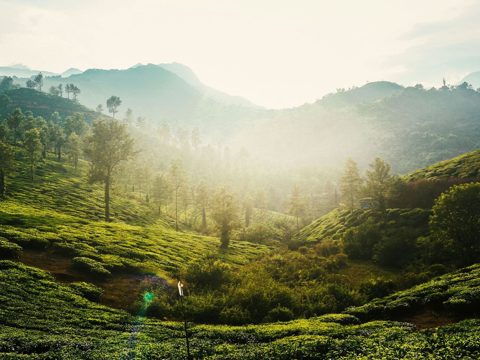 Rolling hills covered in lush green tea plantations with distant mountains under a hazy sky, evoking a sense of tranquility and natural beauty.