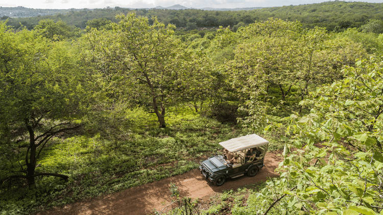 Safari Jeep Along a Forest Trail