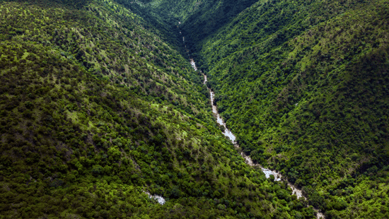 An aerial view of a stream of water body surrounded by blankets of trees on either sides