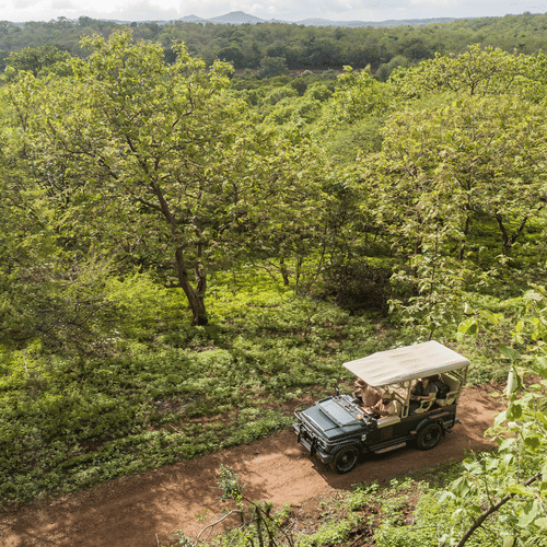 Safari Jeep Along a Forest Trail