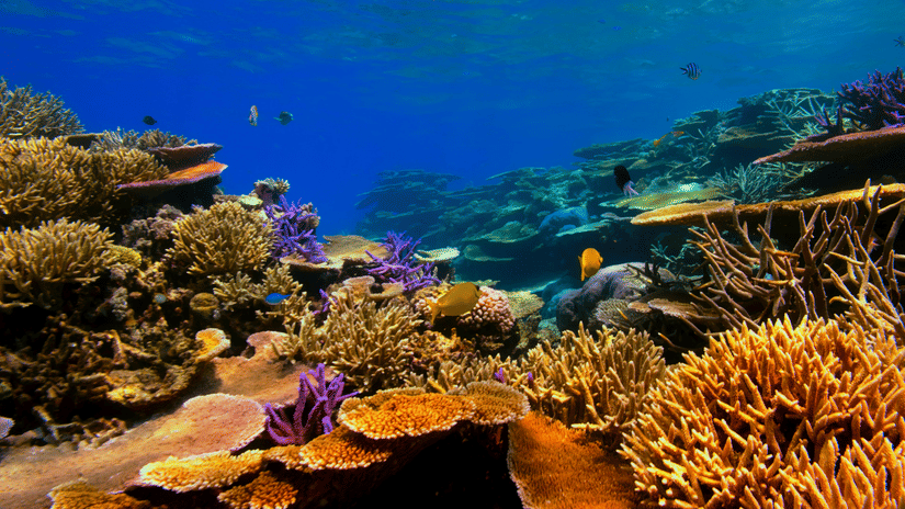 A vibrant coral reef ecosystem is captured underwater under blue water.