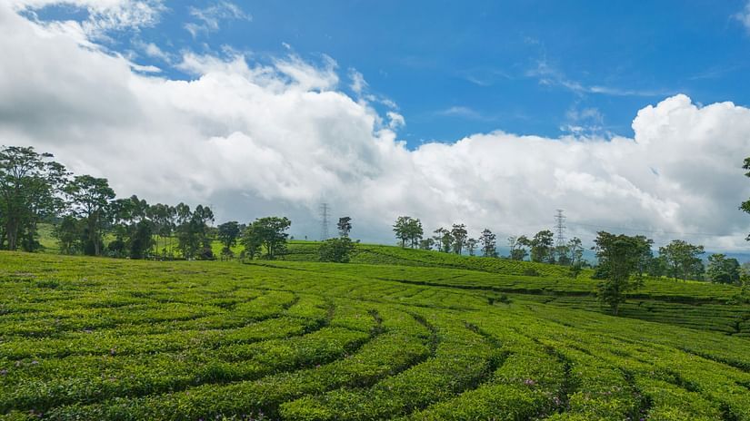 Landscape view of tea garden