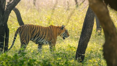 A close up of a tiger walking in Ranthambore National Forest with trees and grass in view.