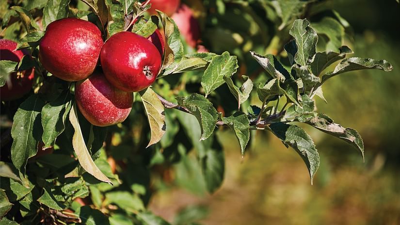 Apple orchards