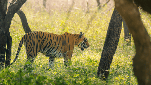 A close up of a tiger walking in Ranthambore National Forest with trees and grass in view.