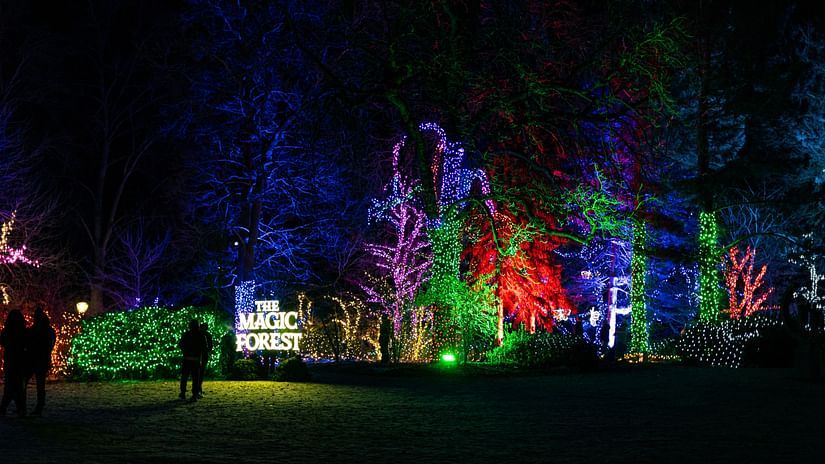 trees decorated with lights during christmas