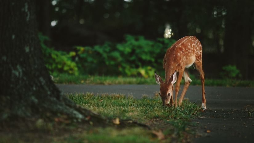 A brown and white deer grazing on grass