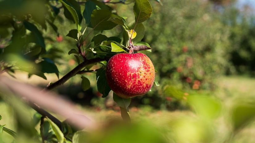 An apple hanging from a branch at an apple orchard