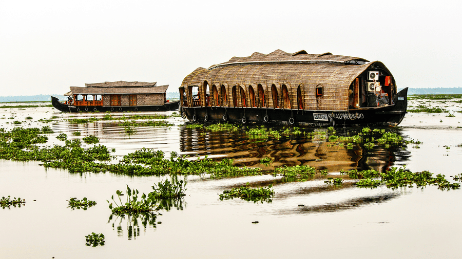 Two large house boats resting in a lake covered with green water plants.