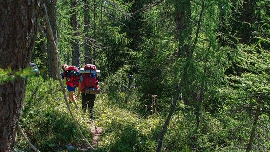 An image of people hiking through a dense forest 