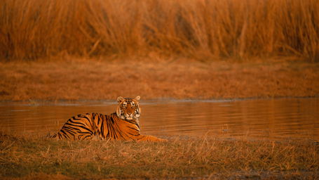 Bengal tiger sitting by calm water at dusk, surrounded by golden grasslands, creating a striking wildlife scene at Ranthambore National Park
