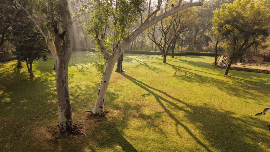 A spacious grassy lawn at Estherea Bagh, Ranthambore, shaded by tall trees in the morning light.