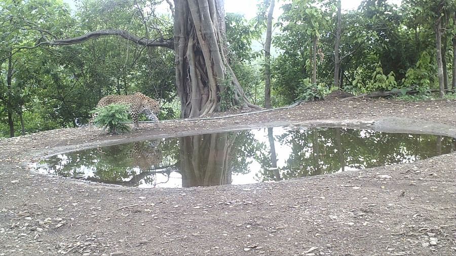 A photo of a small pond with water reflecting the surrounding trees.