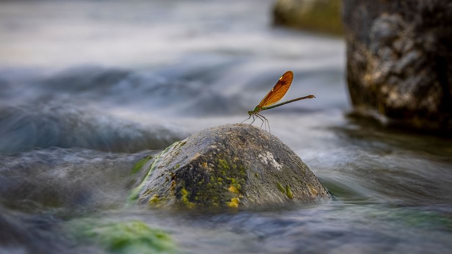 An image showing a small bird perched on a rock in a flowing river.