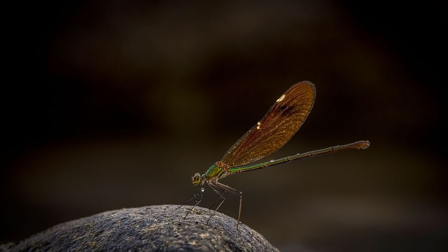 A close photo of a butterfly with wings outstretched, resting on a rock.