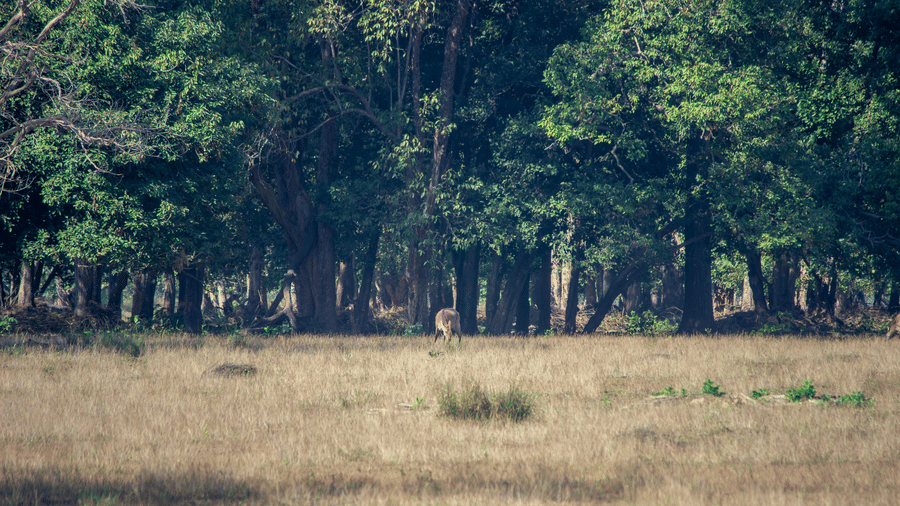 A view from a grassland clearing looking towards a dense, mature forest line with large trees - Umaria Safari Camp