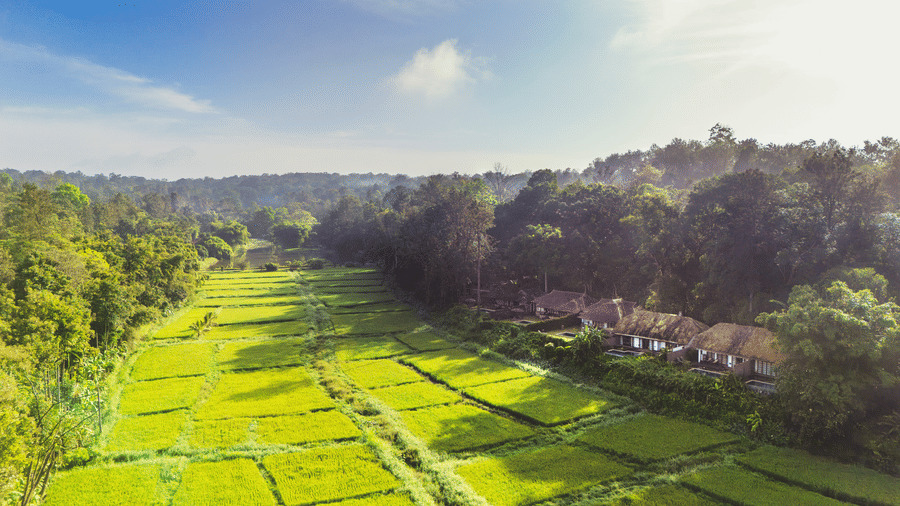 Aerial view of lush green paddy fields near Evolve Back Coorg resort