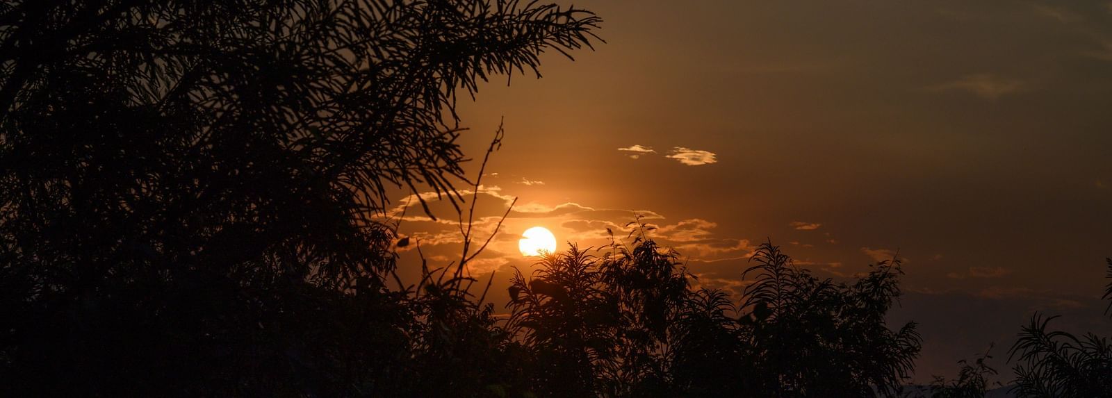A pretty sunset seen through green trees - Utsav Camp