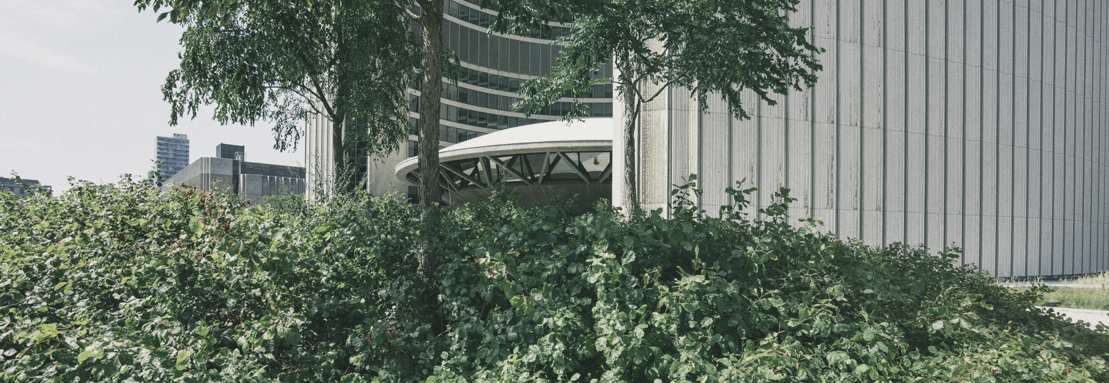 Green shrubs and a tree next to a building.