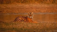 a tiger resting by a water body