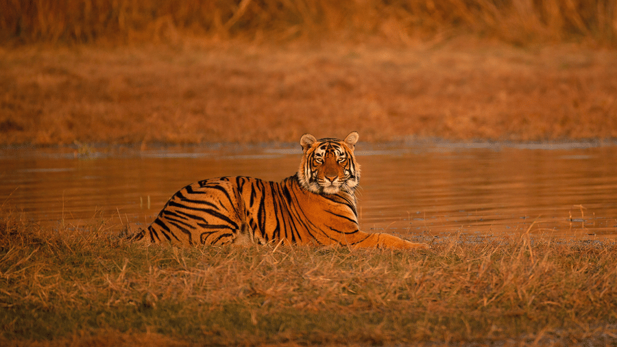 a tiger resting by a water body