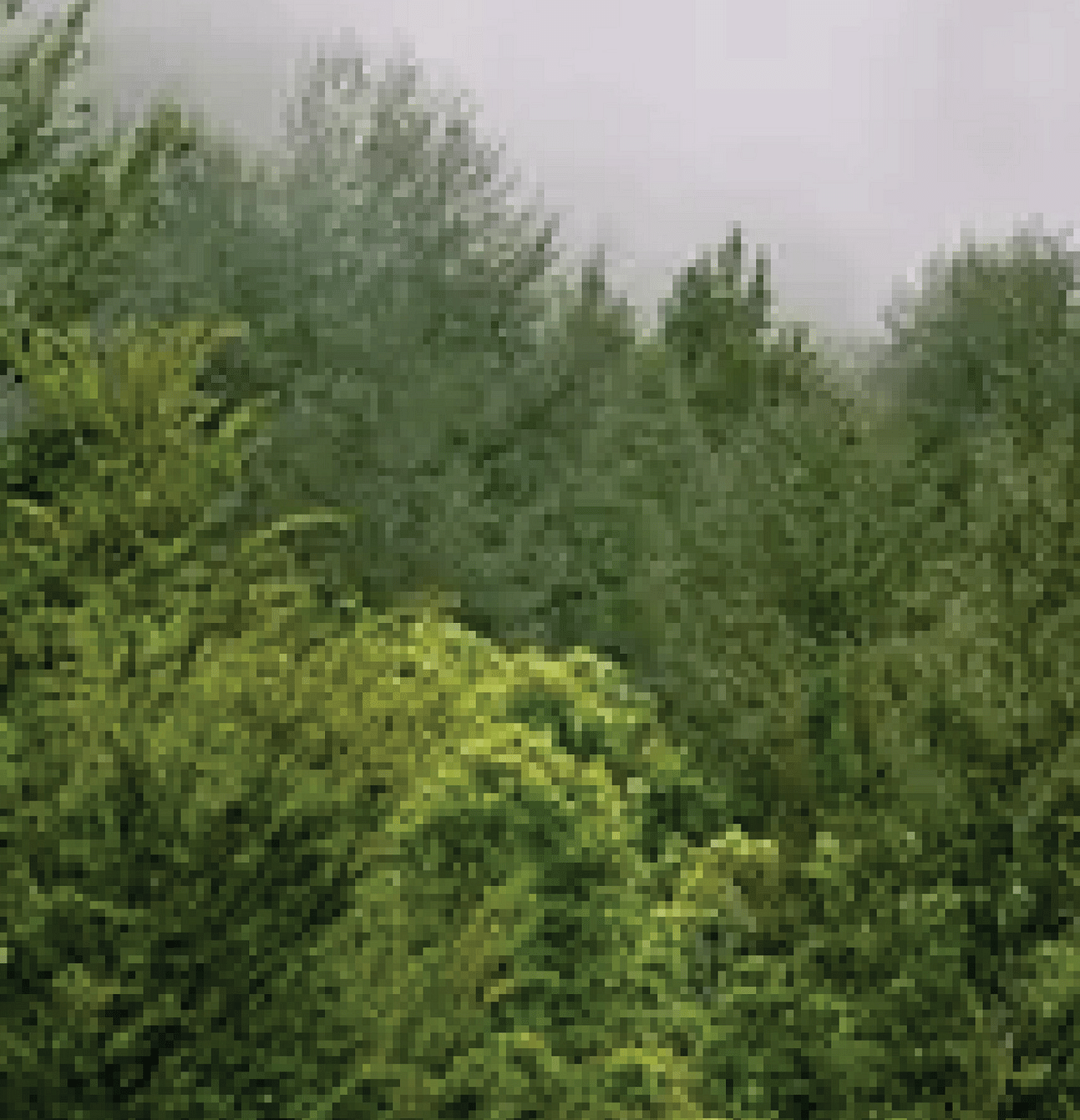Monsoon in the hills package poster for Summit Barsana Resort & Spa, Kalimpong