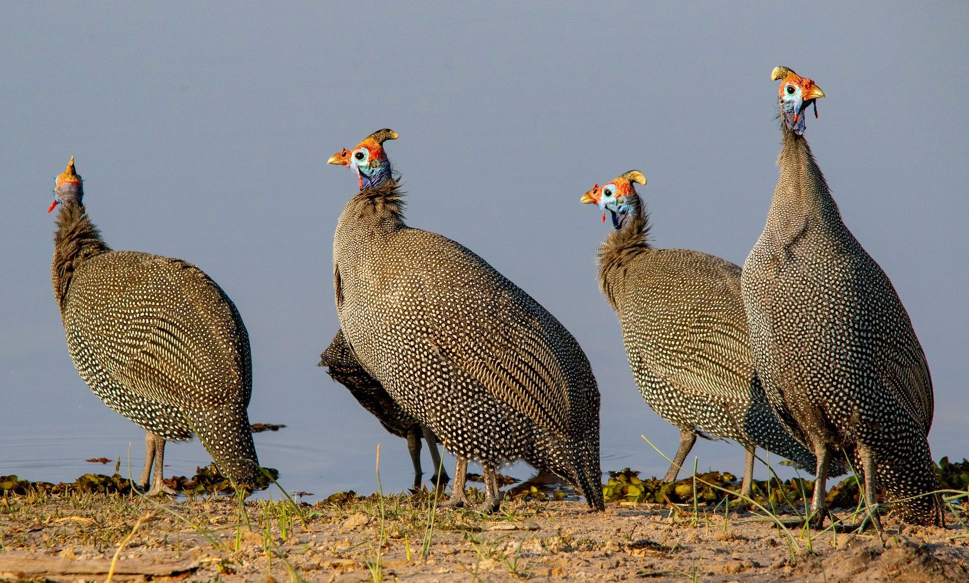 GUINEA FOWL
