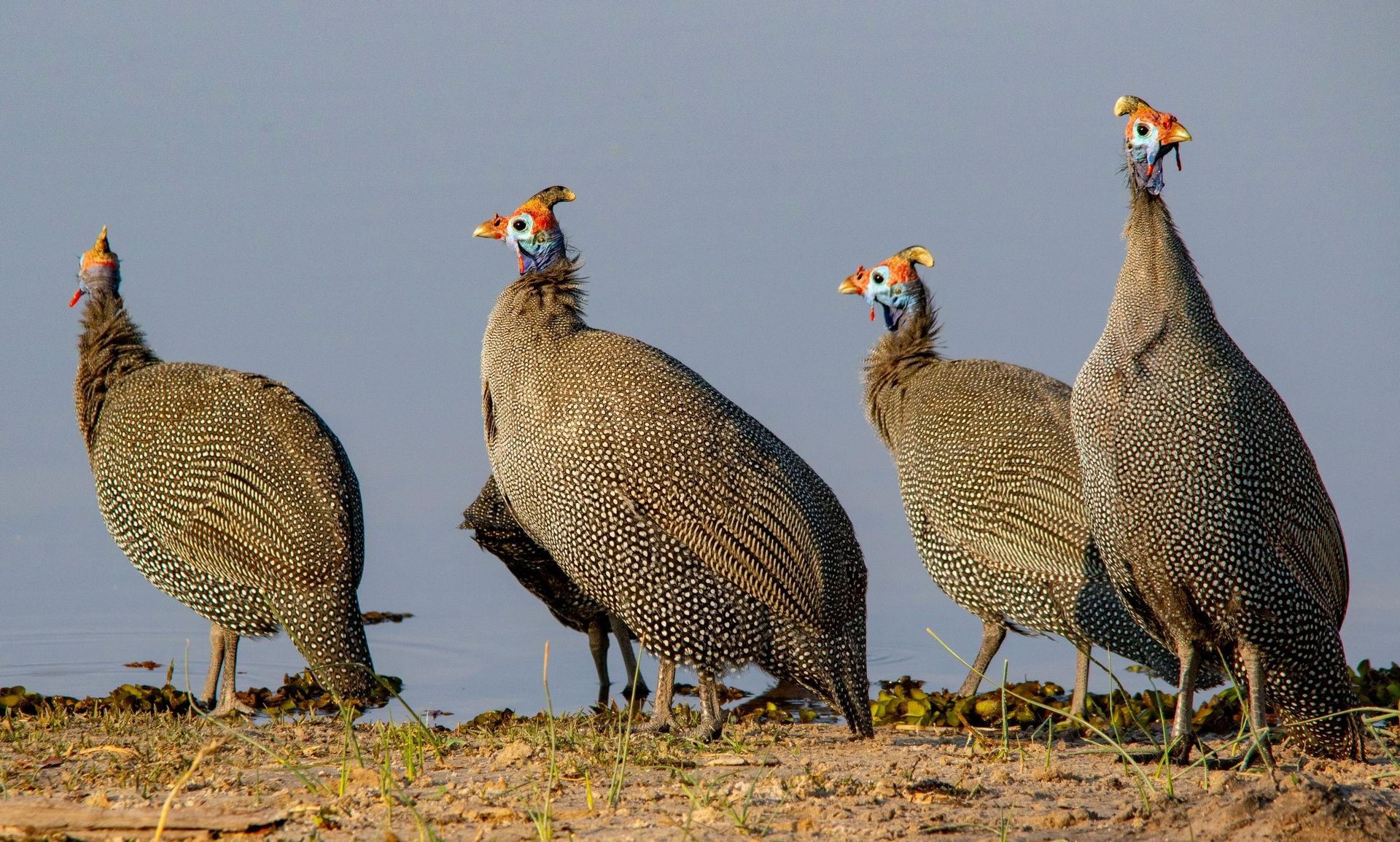 Four Helmeted Guineafowl standing near water.