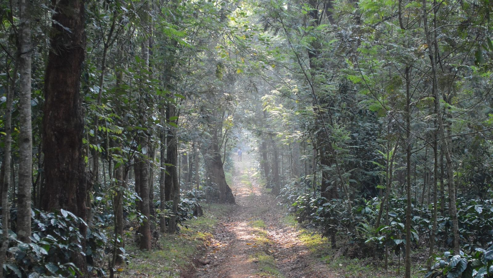 Forest with some fog