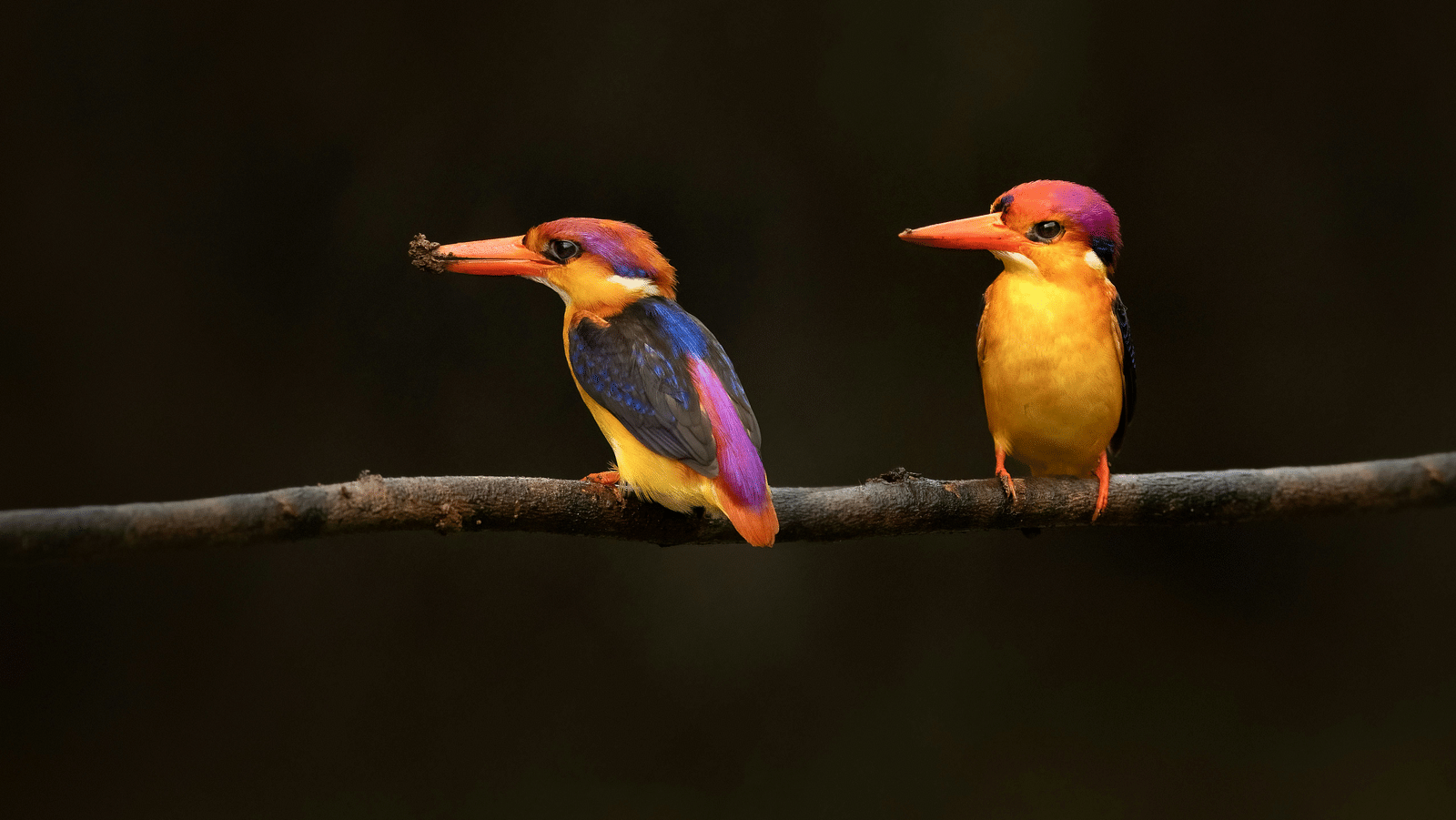 two Oriental Dwarf Kingfisher sitting on a branch looking on the side with a black background