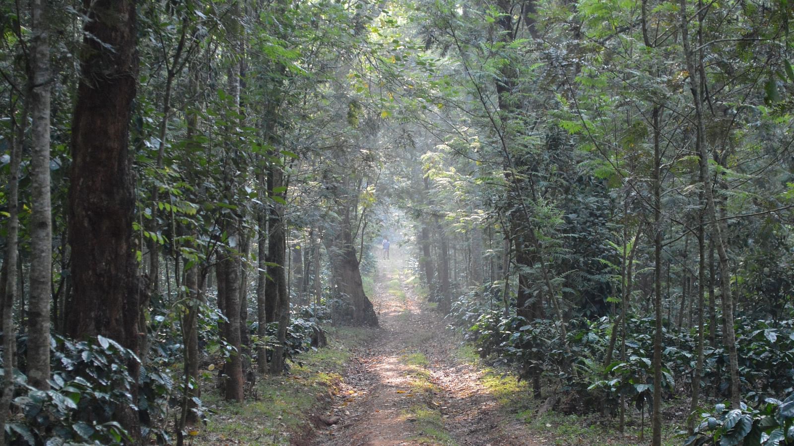 Forest with some fog