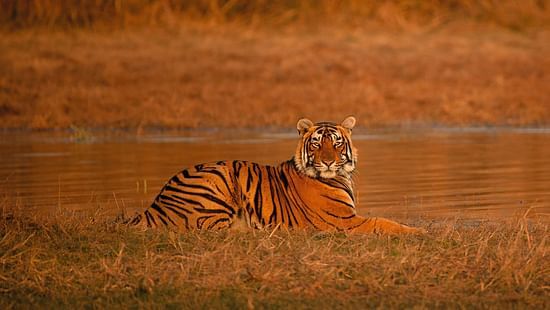 a tiger resting by a water body
