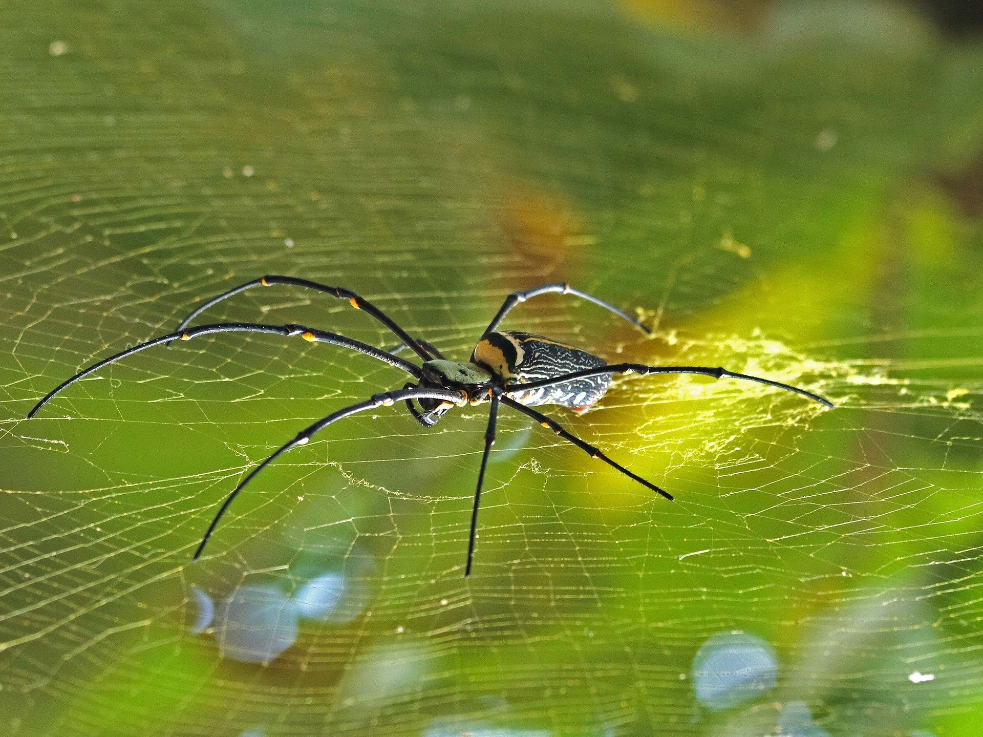 Giant-Wood-Spider-web cel8hx