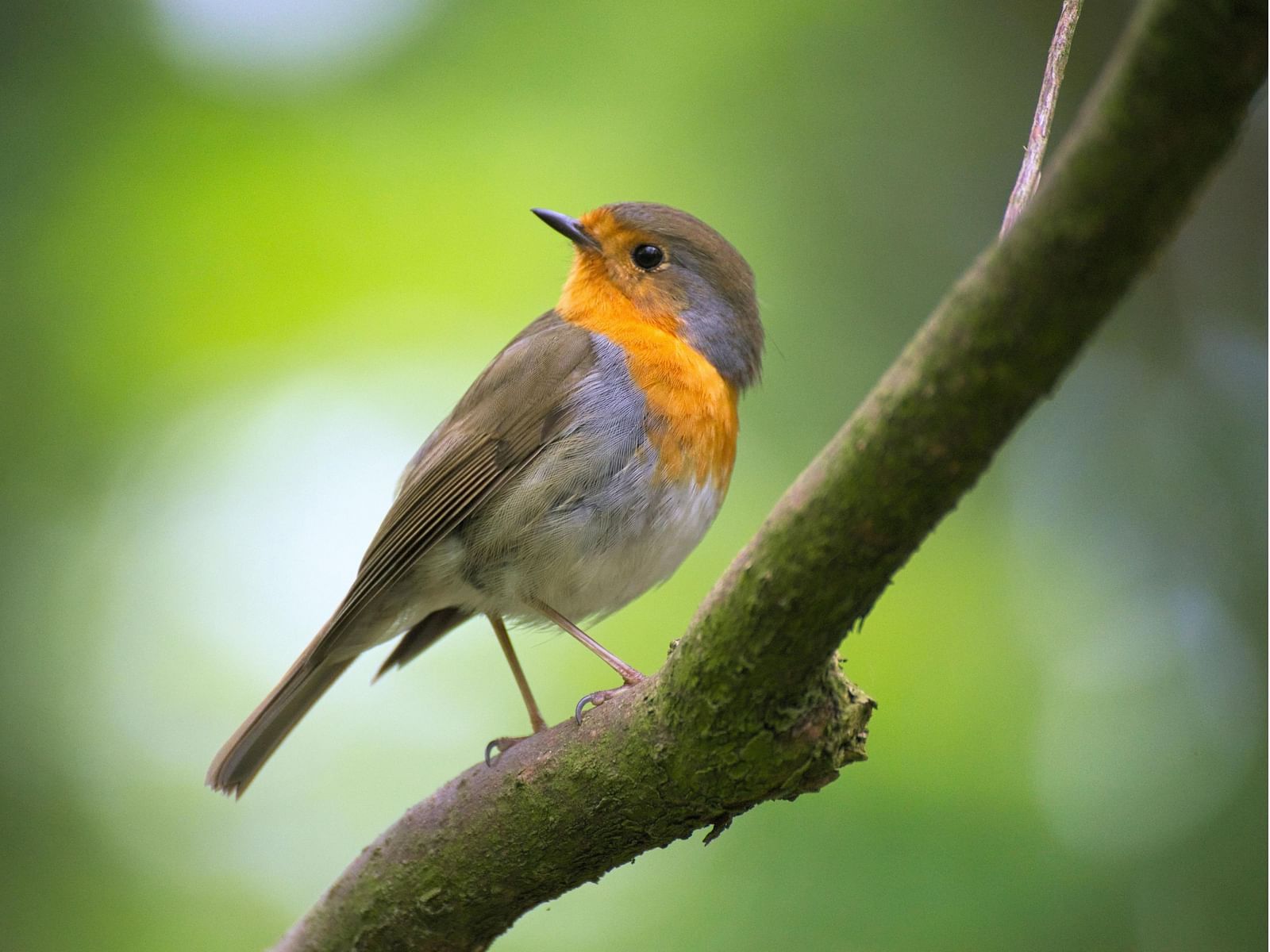 a bird perched on a branch - Rhythm Kumarakom