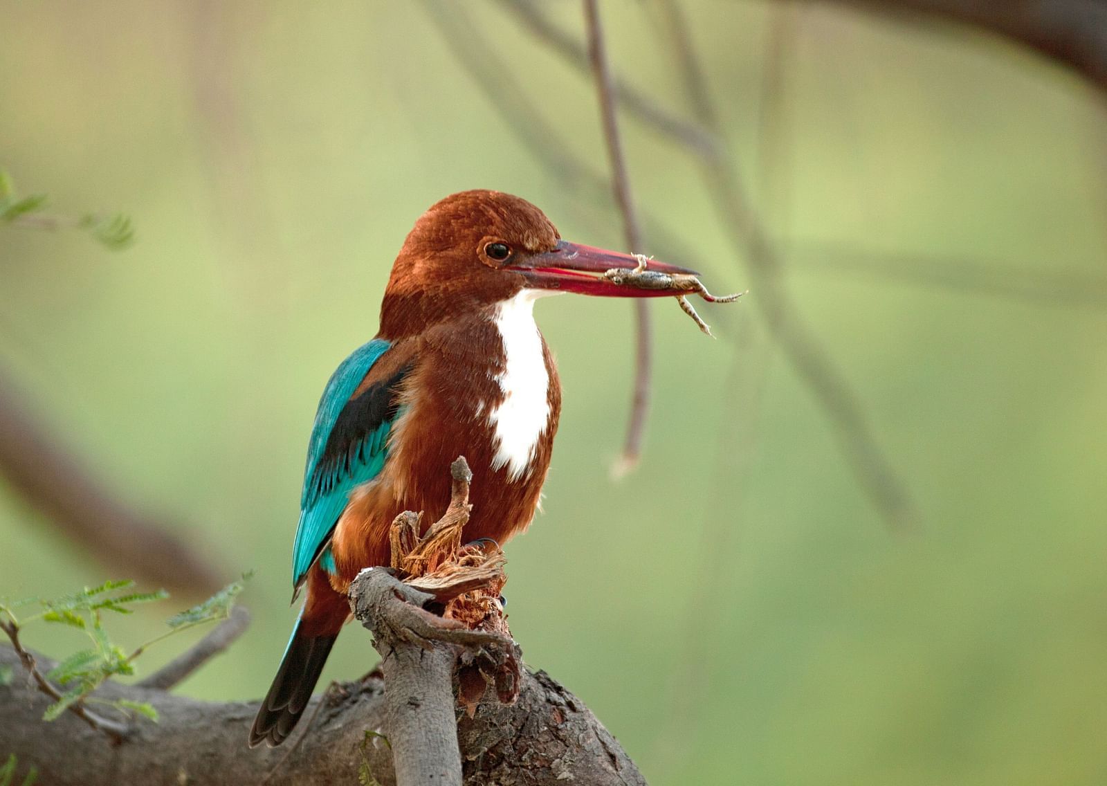 A close up of a white-throated kingfisher perched on a tree trunk having a lizard in its mouth and the background blurred.