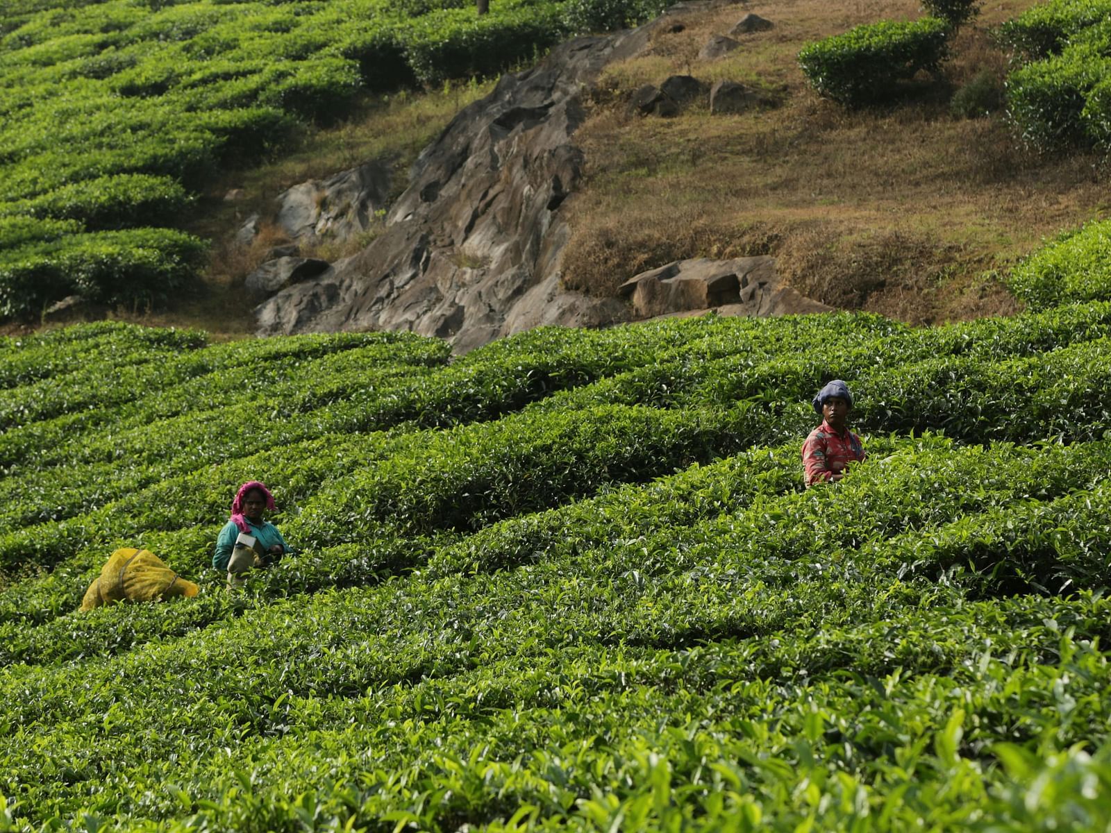 A verdant tea plantation with workers harvesting leaves on a hillside.