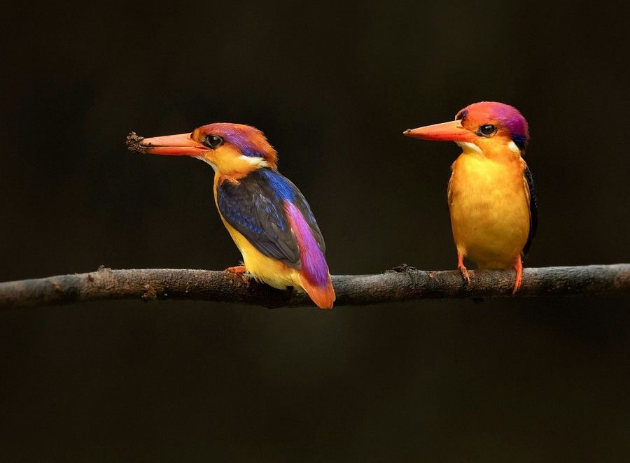 alt-text Two colorful kingfishers on a branch against a dark background; one with bright blue, orange, and purple plumage, and the other primarily yellow, showcasing their vivid colors and detailed features.