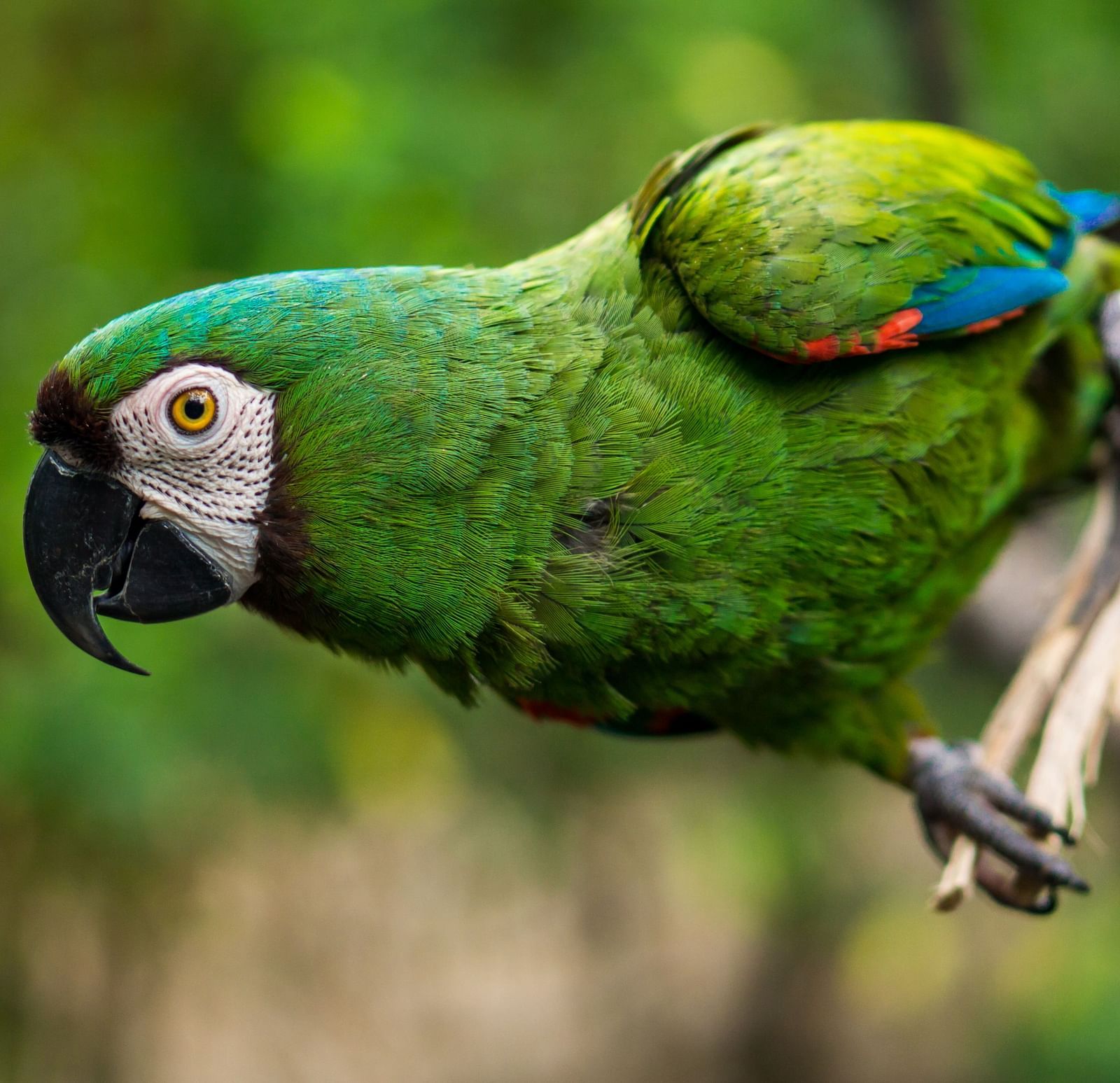 A close-up image of a parrot resting on the tree branch, captured in the day light.