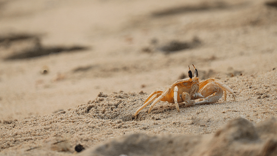 a close up image of a crab walking on the sand 