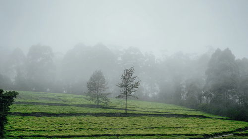 Two trees stand in a misty field, surrounded by a hazy atmosphere that obscures the distant landscape.