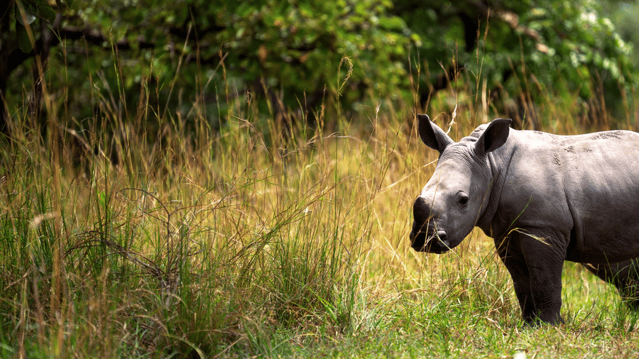 one horned rhinoceros standing in a forest