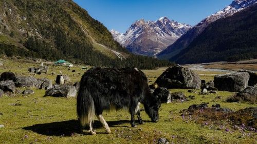 A yak grazing in a green valley with purple flowers and a backdrop of snow-capped mountains