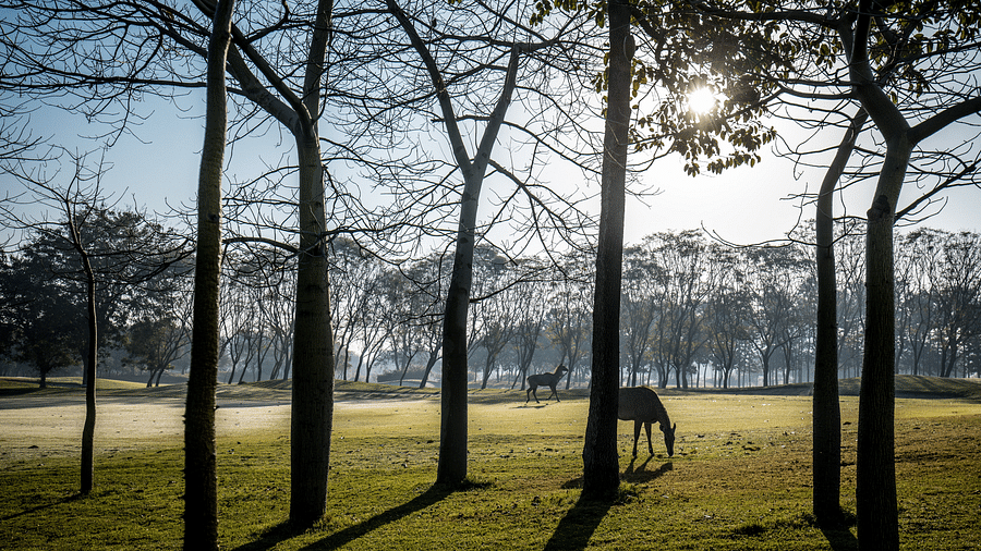 deer grazing