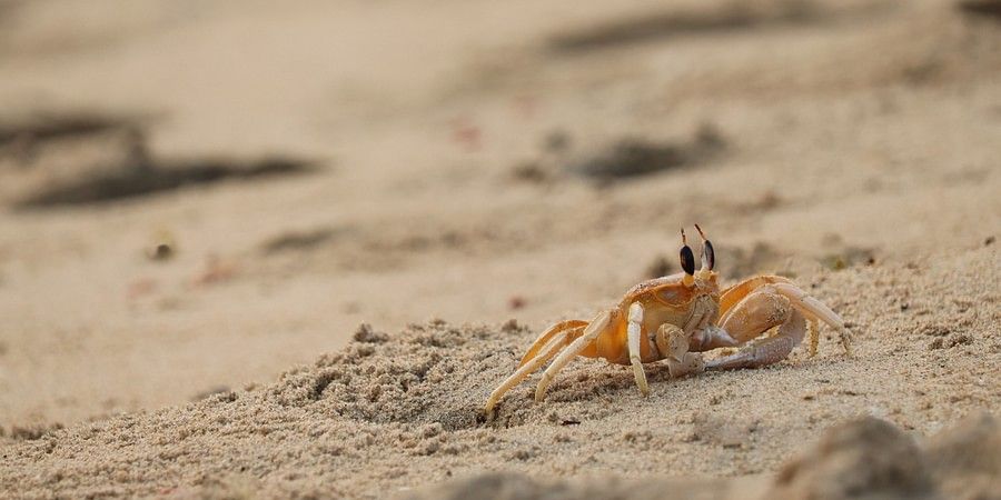 a close up image of a crab walking on the sand 